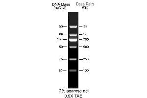 Image no. 1 for AccuBand™ 100 bp DNA Marker II (ABIN5662591) (AccuBand™ 100 bp DNA Marker II)