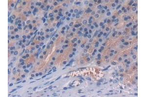 Detection of FGL1 in Rat Stomach Tissue using Polyclonal Antibody to Fibrinogen Like Protein 1 (FGL1) (FGL1 antibody  (AA 23-314))