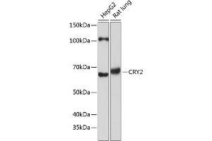 Western blot analysis of extracts of various cell lines, using CRY2 Polyclonal Antibody (ABIN7266526) at 1:1000 dilution. (CRY2 antibody  (AA 36-266))