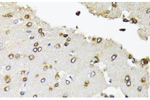 Immunohistochemistry of paraffin-embedded Rat brain using POLR2B Polyclonal Antibody at dilution of 1:100 (40x lens). (POLR2B antibody)