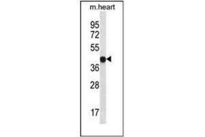 Western blot analysis in mouse heart tissue lysates (35ug/lane) using LPAR6 Antibody (Center) Cat. (LPAR6 antibody  (Middle Region))