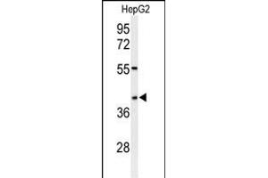Western blot analysis of WDR82 Antibody (N-term) (ABIN651007 and ABIN2840036) in HepG2 cell line lysates (35 μg/lane). (WDR82 antibody  (N-Term))