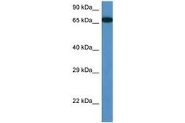 MBTD1 antibody  (AA 245-294)