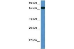 MBTD1 antibody  (AA 245-294)