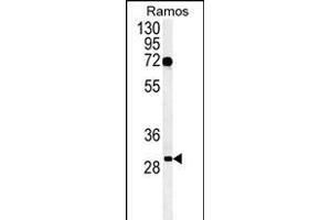 Western blot analysis of C19orf63 Antibody (N-term) (ABIN651381 and ABIN2840212) in Ramos cell line lysates (35 μg/lane).