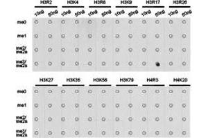 Dot-blot analysis of all sorts of methylation peptides using H3R17me2s antibody. (Histone 3 antibody  (H3R17me2s))