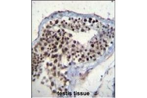 SOX15 Antibody (Center) (ABIN656405 and ABIN2845699) immunohistochemistry analysis in formalin fixed and paraffin embedded human testis tissue followed by peroxidase conjugation of the secondary antibody and DAB staining. (SOX15 antibody  (AA 96-125))