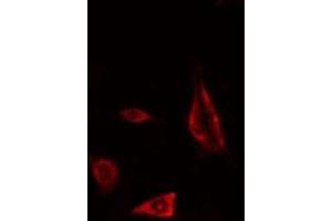 ABIN6277109 staining  RAW264.