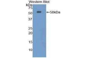Western Blotting (WB) image for anti-Netrin 1 (NTN1) (AA 313-565) antibody (ABIN1860071)
