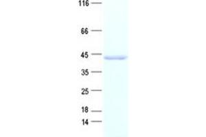 Validation with Western Blot (CABLES1 Protein (His tag))