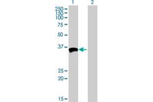 Western Blot analysis of MFI2 expression in transfected 293T cell line by MFI2 MaxPab polyclonal antibody. (MFI2 antibody  (AA 1-302))