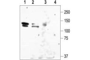 Western blot analysis of rat brain lysate (lanes 1 and 3) and HEK-KCNH1 (lanes 2 and 4): - 1,2. (KCNH1 antibody  (C-Term, Intracellular))