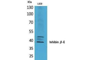 Western Blot (WB) analysis of L929 cells using Inhibin beta-E Polyclonal Antibody. (INHBE antibody  (C-Term))