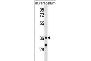 P2CA Antibody (Center) (ABIN1881681 and ABIN2839034) western blot analysis in mouse cerebellum tissue lysates (35 μg/lane). (PPP2CA antibody  (AA 88-116))