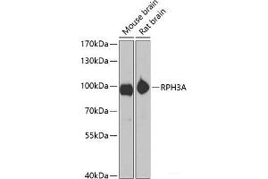 Western blot analysis of extracts of various cell lines using RPH3A Polyclonal Antibody at dilution of 1:1000. (RPH3A antibody)