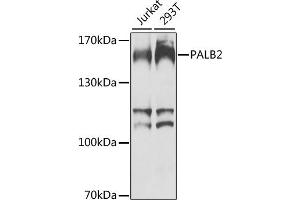 Western blot analysis of extracts of various cell lines, using P antibody (ABIN6128412, ABIN6145192, ABIN6145193 and ABIN6224413) at 1:1000 dilution. (PALB2 antibody  (AA 99-198))
