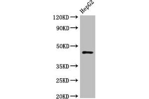 Western Blot Positive WB detected in: HepG2 whole cell lysate All lanes: HLA-B antibody at 1:1000 Secondary Goat polyclonal to rabbit IgG at 1/50000 dilution Predicted band size: 41 kDa Observed band size: 45 kDa (HLA-B antibody  (AA 243-308))