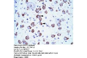 Human Brain (MED17 antibody  (N-Term))