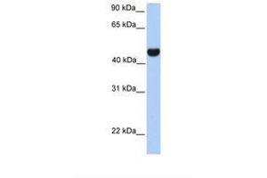 Image no. 1 for anti-Reticulon 4 (RTN4) (AA 254-303) antibody (ABIN6738272) (Reticulon 4 antibody  (AA 254-303))