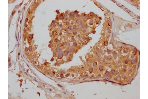 VPS28 antibody  (AA 1-221)