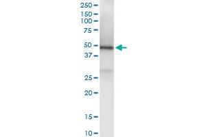 Immunoprecipitation of TRAF1 transfected lysate using anti-TRAF1 MaxPab rabbit polyclonal antibody and Protein A Magnetic Bead , and immunoblotted with TRAF1 purified MaxPab mouse polyclonal antibody (B01P) . (TRAF1 antibody  (AA 1-416))