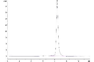 The purity of Mouse CALCA/CGRP is greater than 95 % as determined by SEC-HPLC. (CGRP Protein (AA 26-119) (Fc Tag))