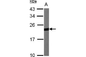 Western Blotting (WB) image for anti-Peroxiredoxin 1 (PRDX1) (AA 19-116) antibody (ABIN467365)