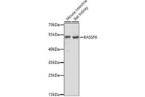 Western blot analysis of extracts of various cell lines using RASSF6 Polyclonal Antibody at dilution of 1:1000. (RASSF6 antibody)