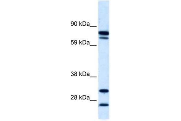 ZNF606 antibody  (N-Term)