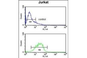 IGFALS Antibody (Center) (ABIN391690 and ABIN2841595) flow cytometry analysis of Jurkat cells (bottom histogram) compared to a negative control cell (top histogram). (IGFALS antibody  (AA 308-335))