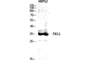 Western Blot (WB) analysis of specific cells using FAS-L Polyclonal Antibody. (FASL antibody  (Internal Region))