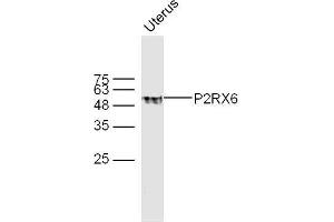 P2RX6 antibody  (AA 55-160)