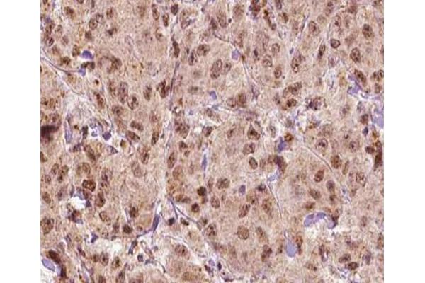 MAGEA1 antibody  (C-Term)