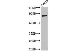 Western Blot Positive WB detected in: Mouse brain tissue All lanes: SV2B antibody at 3. (SV2B antibody  (AA 1-108))