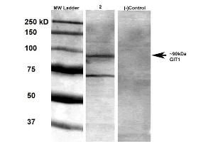 Western Blot analysis of Rat brain membrane lysate showing detection of GIT1 protein using Mouse Anti-GIT1 Monoclonal Antibody, Clone S39B-8 . (GIT1 antibody  (AA 375-770) (Biotin))