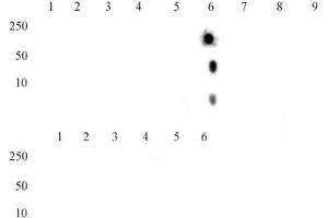 Histone H4K20me2 antibody (mAb) tested by dot blot analysis. (Histone H4 antibody  (2meLys20))