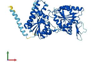 Protein Structure (PS) image for Chitobiosyldiphosphodolichol beta-Mannosyltransferase (ALG1) (AA 1-464) protein (His tag) (ABIN7552179)