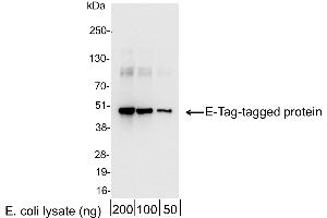 anti-E Tag antibody (HRP)