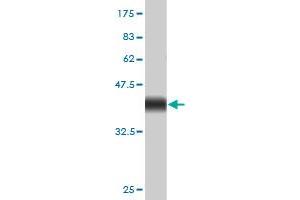 Western Blot detection against Immunogen (35. (E2F1 antibody  (AA 348-437))