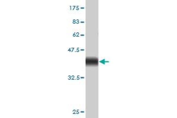 E2F1 antibody  (AA 348-437)