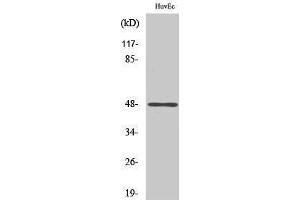 Western Blotting (WB) image for anti-Jun D Proto-Oncogene (JUND) (pSer100), (pSer73) antibody (ABIN3172853) (JunD antibody  (pSer73, pSer100))