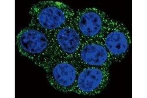 Confocal immunofluorescent analysis of SDHD antibody with HeLa cells followed by Alexa Fluor 488-conjugated goat anti-rabbit lgG (green). (SDHD antibody  (AA 13-42))