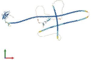 Protein Structure (PS) image for Tax1 (Human T-Cell Leukemia Virus Type I) Binding Protein 1 (TAX1BP1) (AA 1-789) protein (His tag) (ABIN7555725)