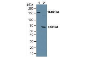 Western blot analysis of (1) Mouse Serum and (2) Human Jurkat Cells. (PTPRJ antibody  (AA 567-842))