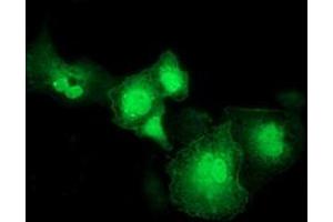 Immunofluorescence (IF) image for anti-RASD Family, Member 2 (RASD2) antibody (ABIN1500695) (RASD2 antibody)