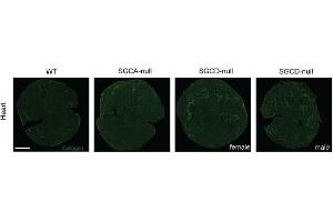 Immunofluorescence (IF) image for anti-Collagen, Type I (COL1) antibody (ABIN135046)