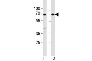 Western blot analysis of lysate from mouse (1) small intestine and (2) testis tissue lysate using Klf4 antibody at 1:1000. (KLF4 antibody  (AA 321-354))