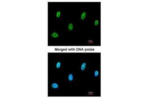 ICC/IF Image Immunofluorescence analysis of paraformaldehyde-fixed A549, using SESN3, antibody at 1:200 dilution. (SESN3 antibody)
