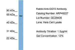 gGT2 anticorps  (N-Term)