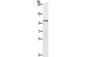 PDE5A antibody